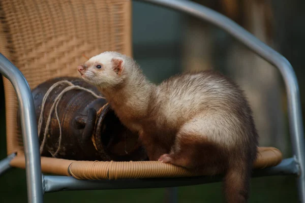 Young Brisk Animal Ferret Sits Next Clay Amphora Wicker Chair — Stock Photo, Image