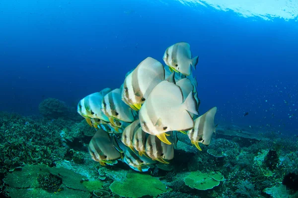 Piccola Scuola Bat Fish Una Barriera Corallina Immagine Subacquea Scattata — Foto Stock