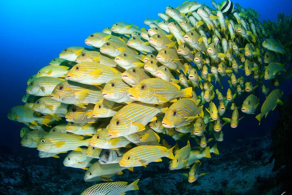 Vacker Tropisk Fisk Det Röda Havet — Stockfoto