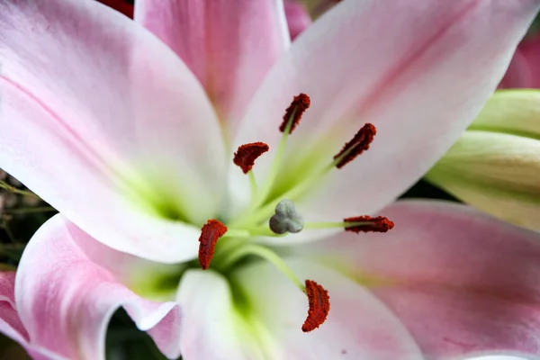 Красивый Розовый Цветок Лилии Саду — стоковое фото