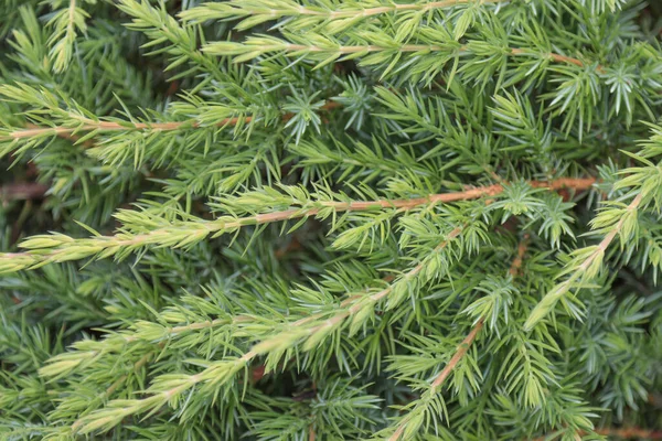 Zweige Mit Grünen Blättern Von Küstenwacholder — Stockfoto