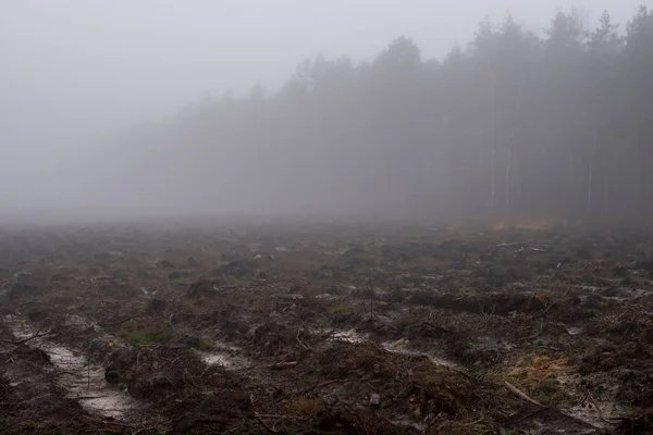 Τοπίο Κατά Διάρκεια Ομιχλώδη Ημέρα Εκκαθάριση Στο Δάσος Που Έγινε — Φωτογραφία Αρχείου