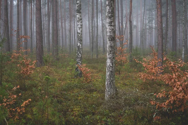 Ландшафт Лесом Высокими Соснами Время Туманного Дня Осенью — стоковое фото