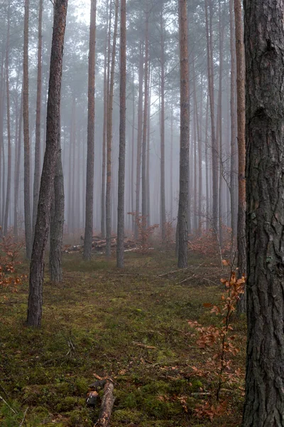 Ландшафт Лесом Высокими Соснами Время Туманного Дня Осенью — стоковое фото