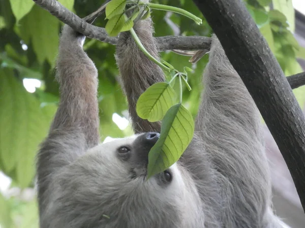 Pereza Colgando Boca Abajo Árbol —  Fotos de Stock