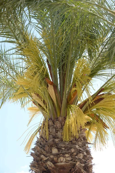 Palmera Jardín — Foto de Stock