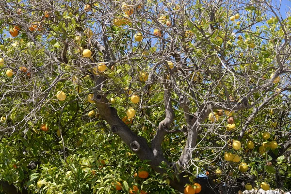 Reife Früchte Auf Dem Baum — Stockfoto