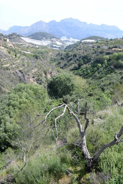 Olivenbaum Der Provinz Alicante Costa Blanca Spanien — Stockfoto
