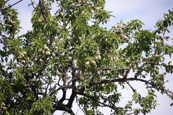 Čerstvé Mandlemi Stromě Costa Blanca Španělsko — Stock fotografie