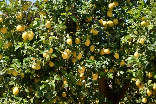 Rijpe Gele Appels Een Boom Tuin — Stockfoto