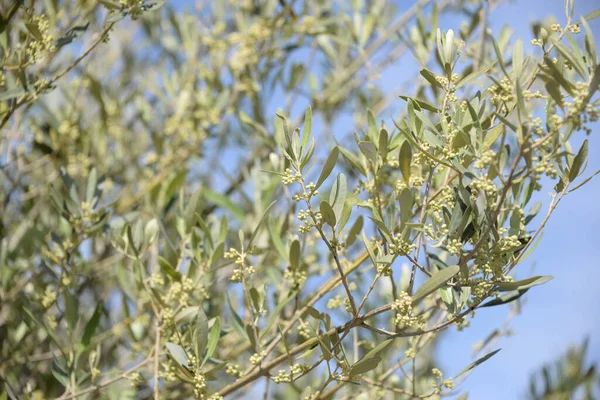 Kwitną Drzewie Oliwnym Prowincji Alicante Hiszpania — Zdjęcie stockowe