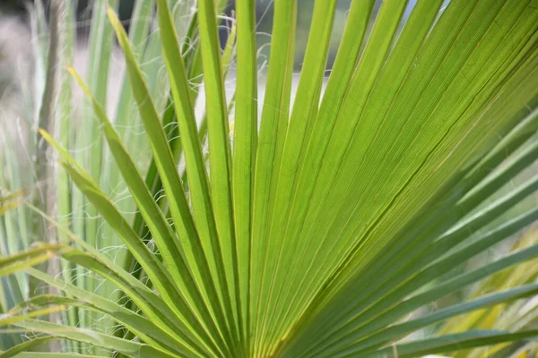 Liście Palmy Plaży — Zdjęcie stockowe