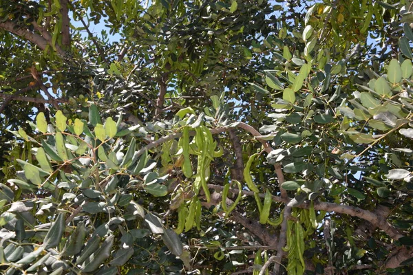 Die Frucht Des Baobabbaums Der Provinz Valencia Spanien — Stockfoto