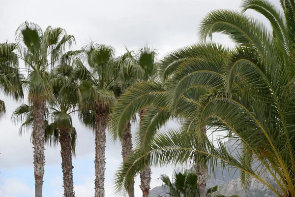 Palmbomen Het Park — Stockfoto