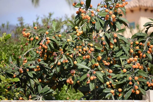 Reife Orangenbeeren Auf Einem Baum Garten — Stockfoto