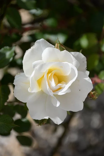 White Roses Garden Province Alicante Costa Blanca Spain — Stock Photo, Image