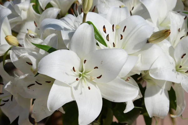 Bílé Květy Stromu — Stock fotografie