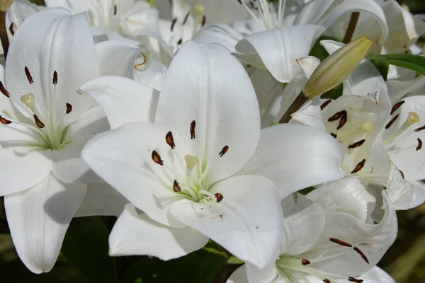 White Flowers Lily Valley — Stock Photo, Image