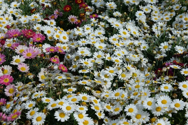 Blomsterprästkragar Costa Blanca Spanien — Stockfoto