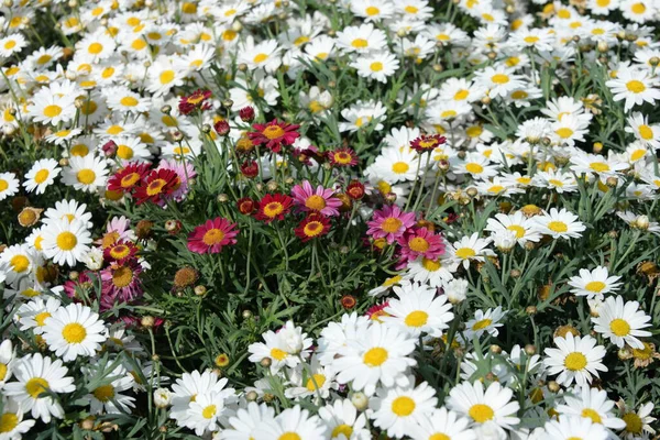 Flowering Daisies Costa Blanca Spain — Stock Photo, Image