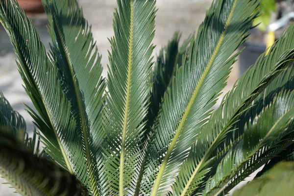 Zielone Liście Palmy Tle Morza — Zdjęcie stockowe