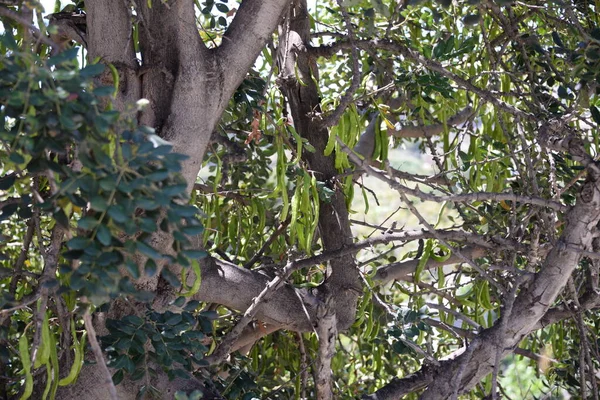 Frukten Från Baobabträdet Provinsen Valencia Spanien — Stockfoto