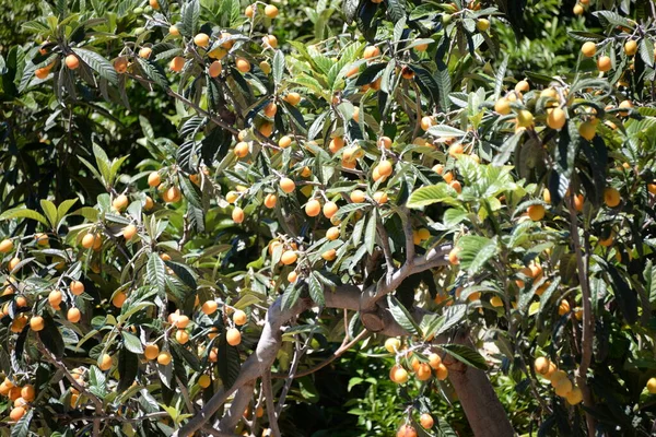 Ripe Orange Tree Green Leaves Branches Bush — Stock Photo, Image