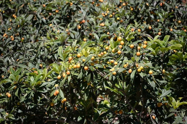정원의 나무에 오렌지 — 스톡 사진