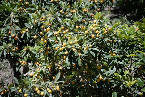 Green Olives Tree Garden — Stock Photo, Image