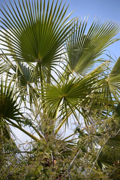 空中的棕榈树 — 图库照片