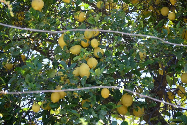 Limoni Gialli Maturi Albero Giardino — Foto Stock