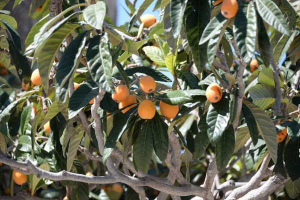 Ώριμα Πορτοκάλια Δέντρο — Φωτογραφία Αρχείου