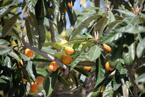 Frutti Arancio Maturi Albero Nel Giardino — Foto Stock