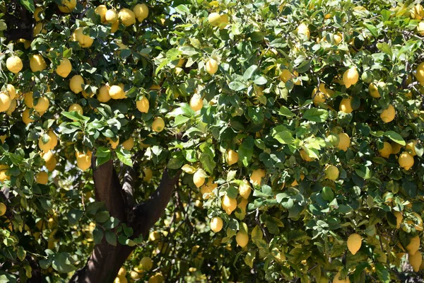 Ripe Yellow Apples Tree Garden — Stock Photo, Image