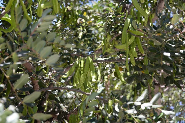 Καρπός Του Δέντρου Baobab Στην Επαρχία Της Βαλένθια Ισπανία — Φωτογραφία Αρχείου