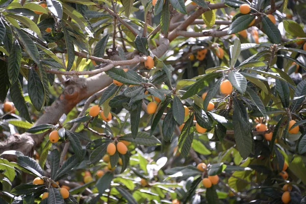 Стигле Апельсинове Дерево Зеленим Листям Гілках Дерев — стокове фото