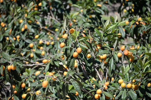 Reife Orangefarbene Früchte Auf Einem Baum — Stockfoto