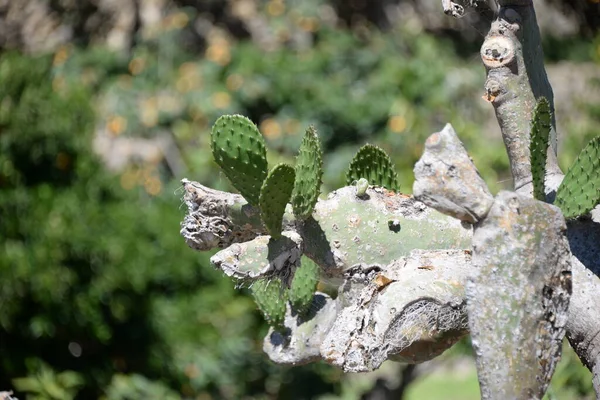 Zblízka Kaktus Rostoucí Zahradě — Stock fotografie