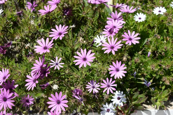 Blomsterprästkragar Costa Blanca Spanien — Stockfoto