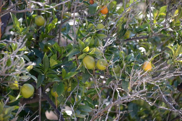 Спелые Желтые Лимоны Дереве Саду — стоковое фото