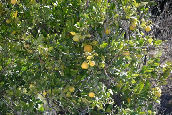Limoni Gialli Maturi Albero Giardino — Foto Stock