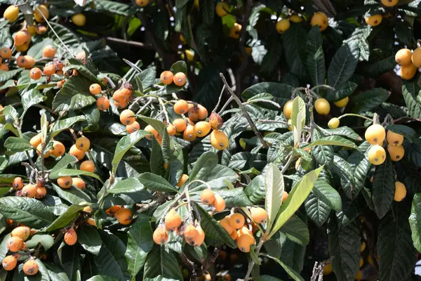 Frutas Maduras Árbol —  Fotos de Stock