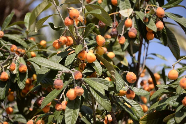 Mogna Apelsinfrukter Ett Träd Trädgården — Stockfoto