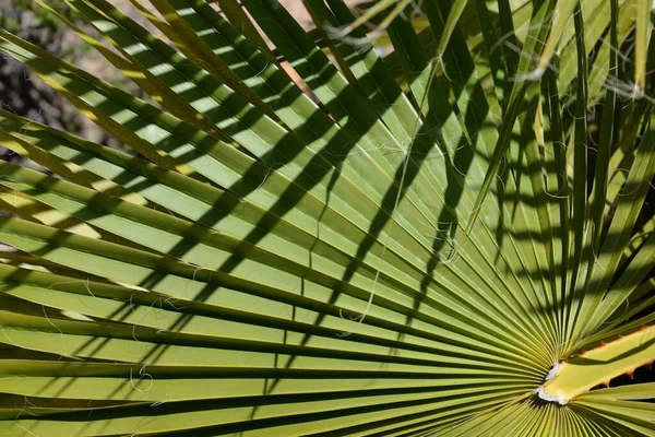 Hojas Verdes Flora Follaje — Foto de Stock