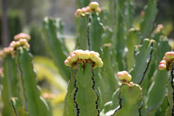 Primer Plano Cactus Que Crece Jardín — Foto de Stock