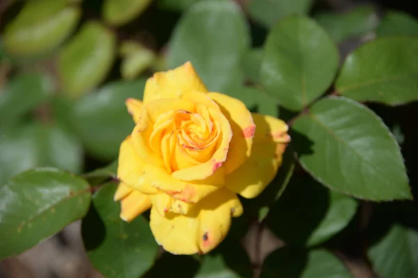 Rose Gialle Nel Giardino Provincia Alicante Costa Blanca Spagna — Foto Stock