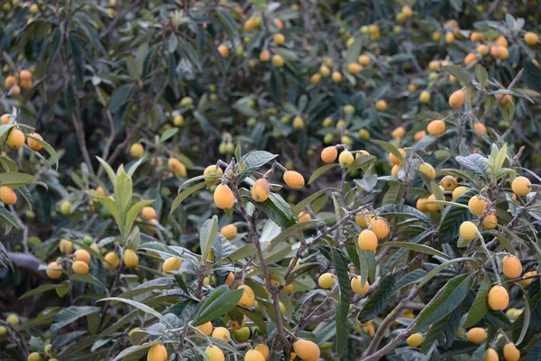 Orangenbaum Mit Grünen Blättern Garten — Stockfoto