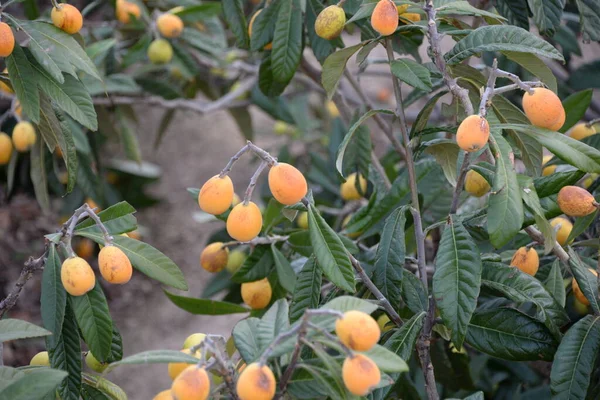 Reife Orangenfrüchte Auf Einem Baum Garten — Stockfoto