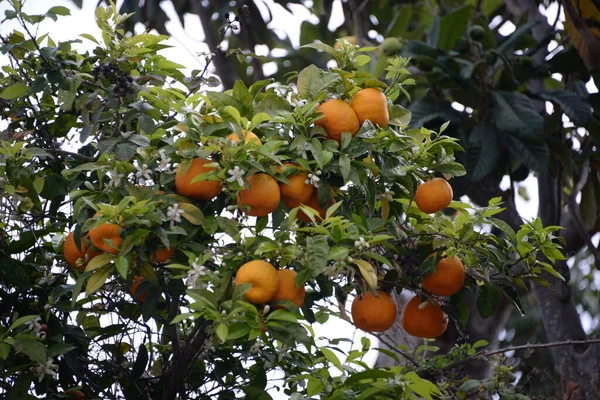 Ανθίζει Στην Πορτοκαλιά Στην Επαρχία Alicante Costa Blanca Ισπανία — Φωτογραφία Αρχείου
