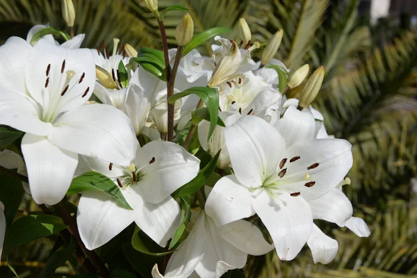 Flores Brancas Orquídea Jardim — Fotografia de Stock